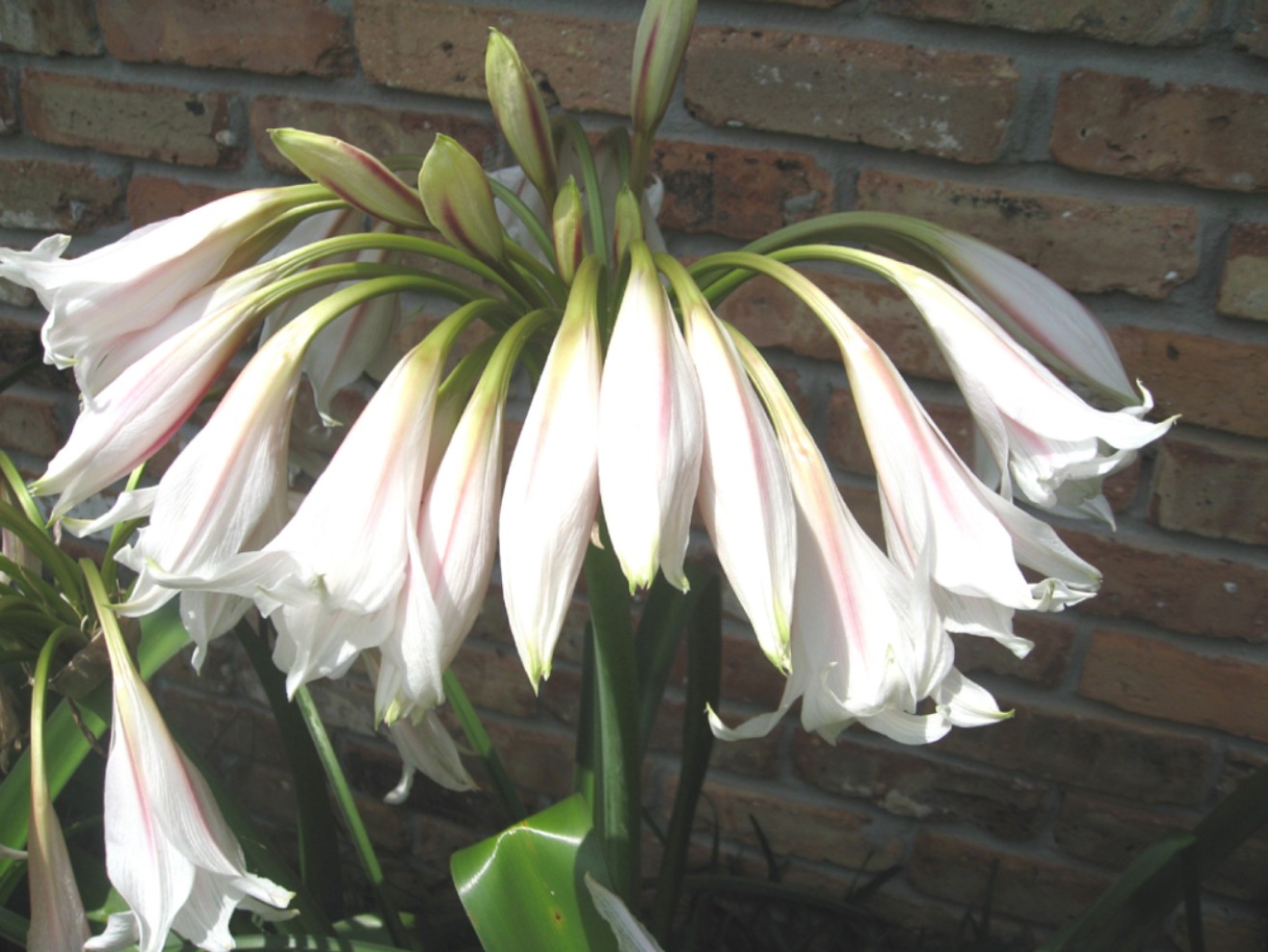 Online Plant Guide Crinum bulbispermum / Crinum, Orange River Lily